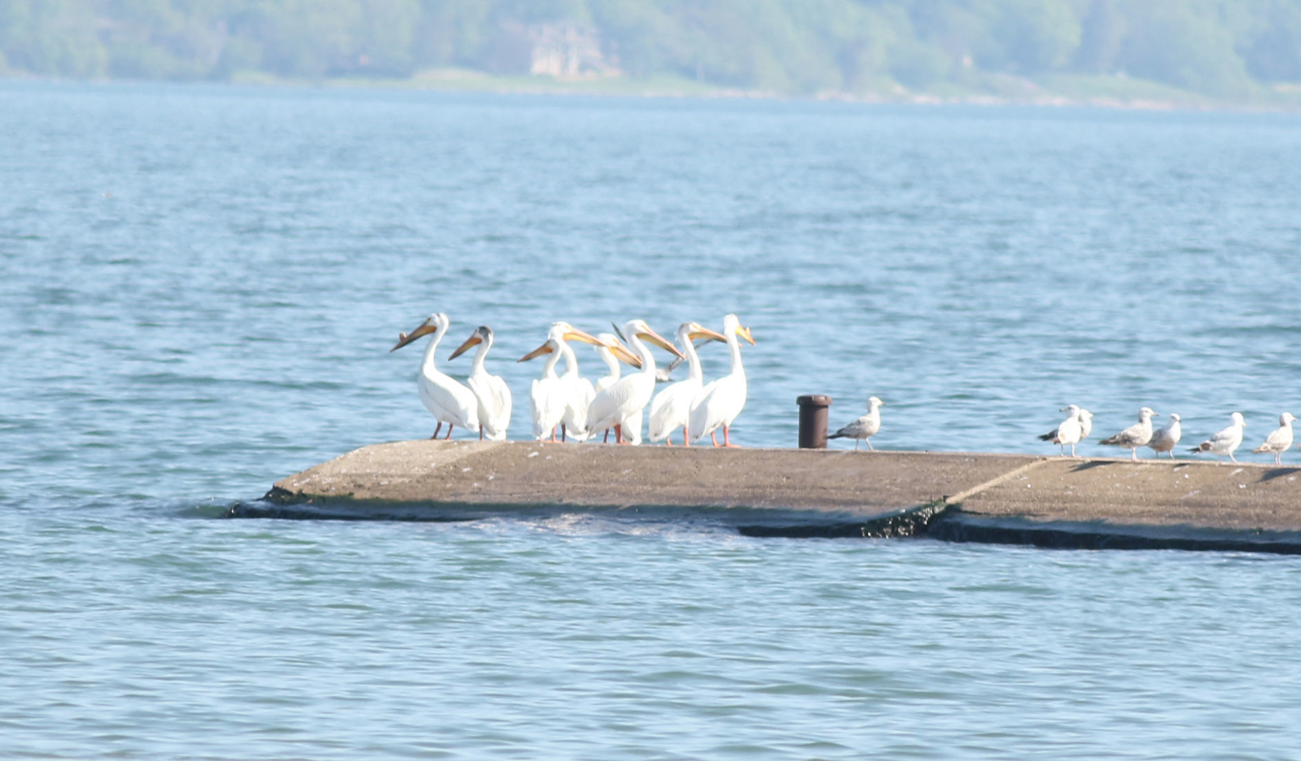 Wendy Frasheski: Pelicans